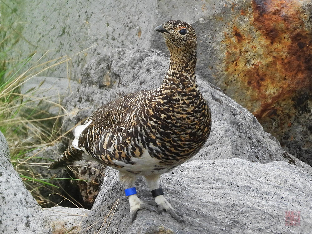 ライチョウ♀　立山室堂平　2023/08/05