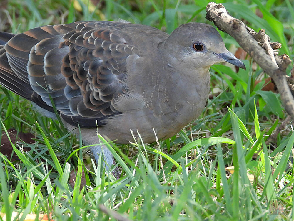 キジバト　若鳥　青梅市　2023/08/19