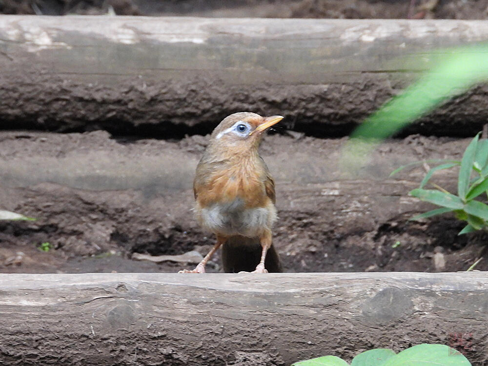 ガビチョウ　若鳥　八王子市　2023/07/08