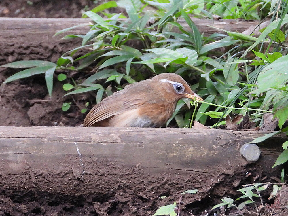 ガビチョウ　若鳥　八王子市　2023/07/08