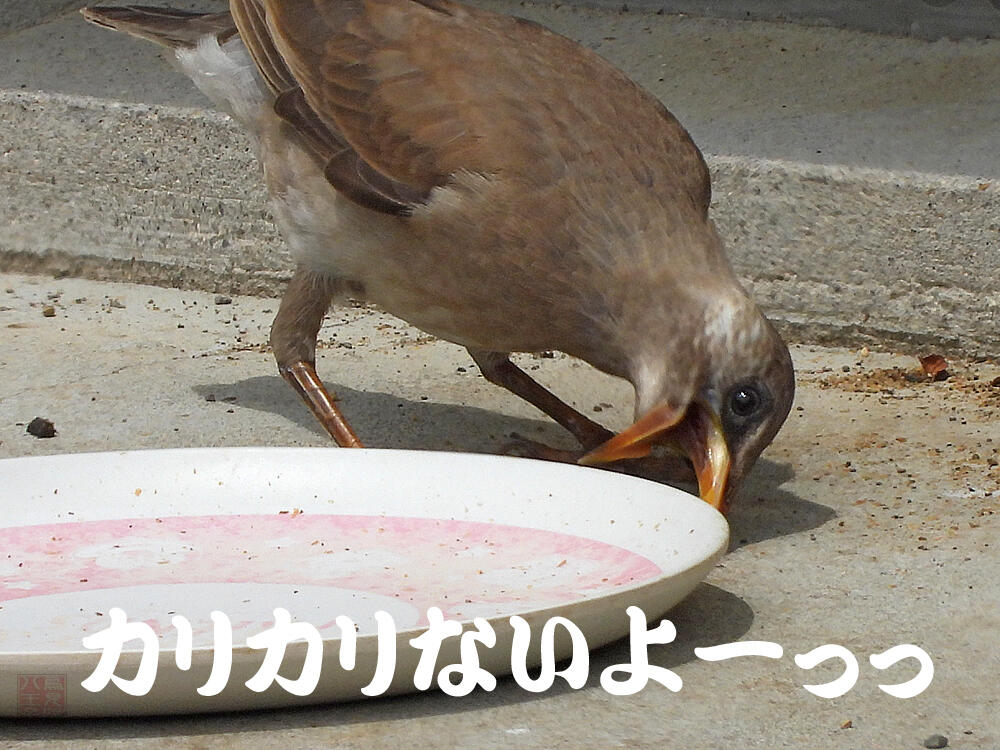 ムクドリ　若鳥　八王子市　2023/06/21