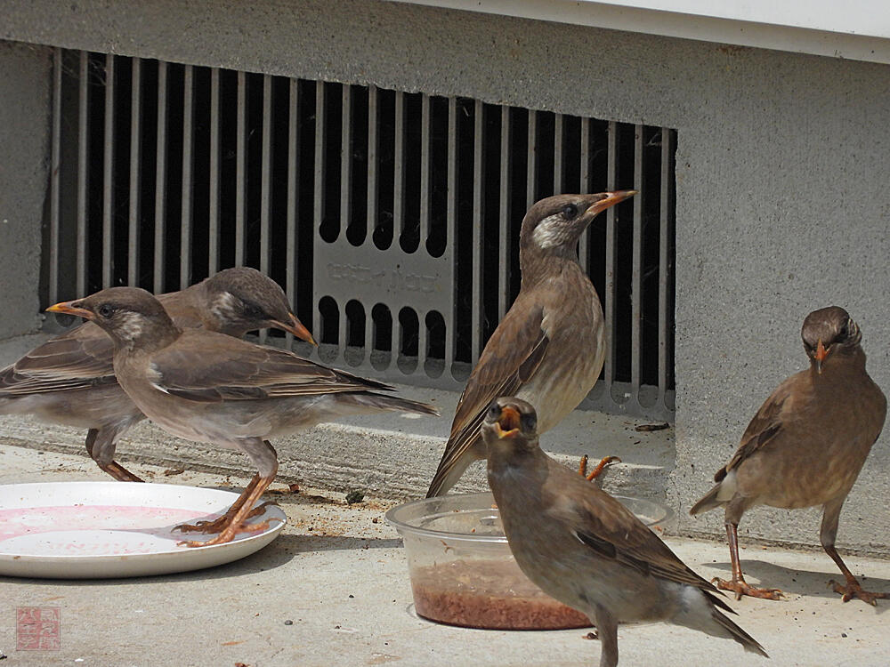 ムクドリ　若鳥　八王子市　2023/06/21