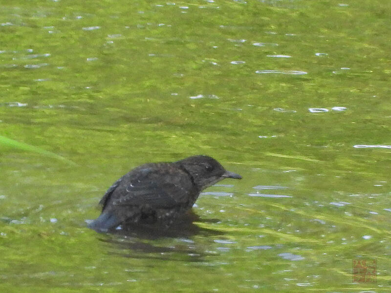 カワガラス　若鳥　十日町市　2023/06/18