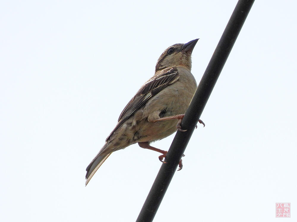 ニュウニイスズメ　♀　十日町市　2023/06/18