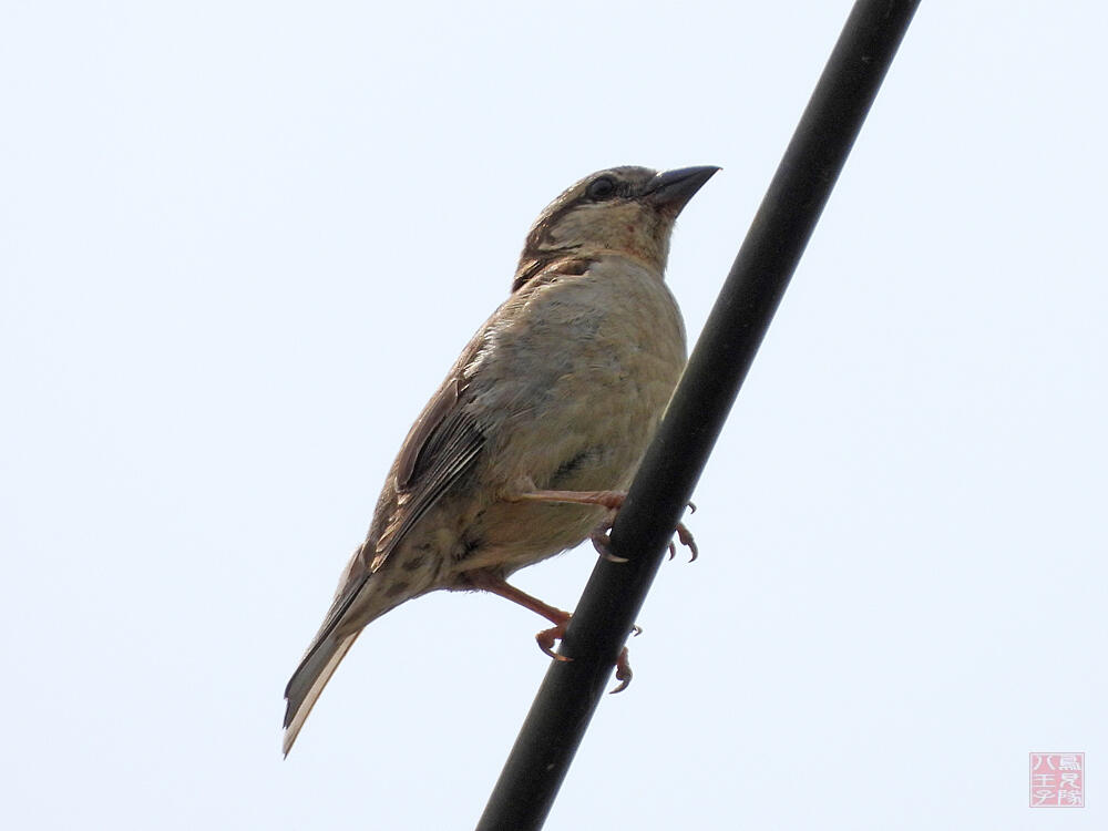 ニュウニイスズメ　♀　十日町市　2023/06/18