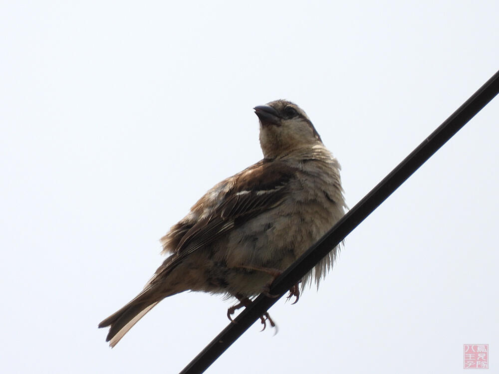 ニュウニイスズメ　♀　十日町市　2023/06/18