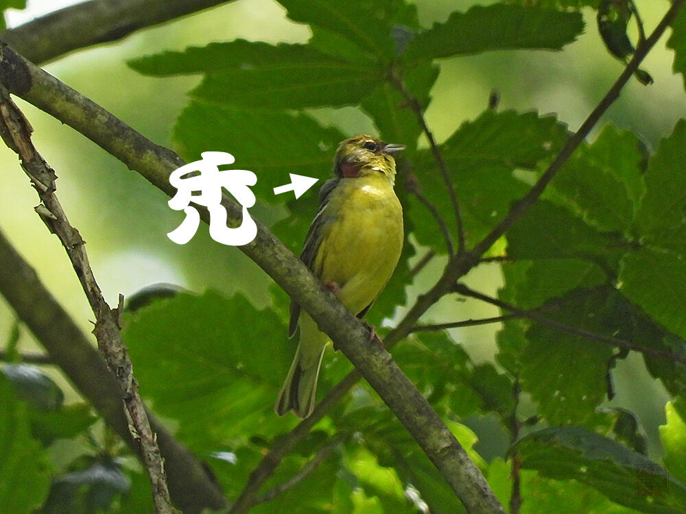 ノジコ　♂　十日町市　2023/06/18