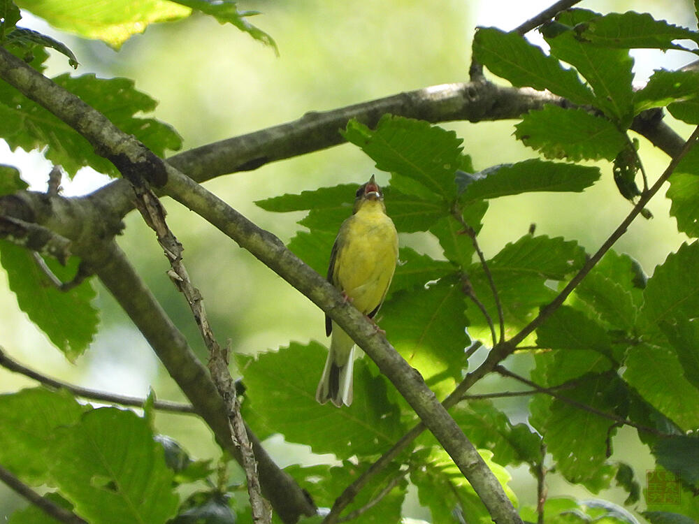 ノジコ　♂　十日町市　2023/06/18