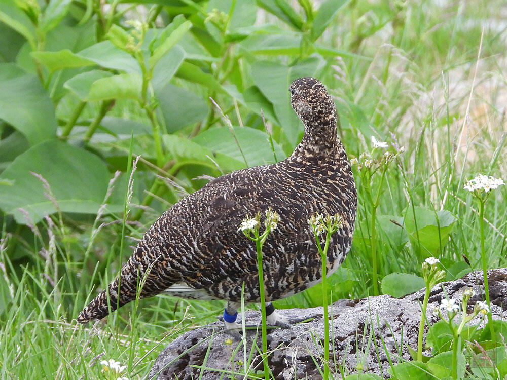 ライチョウ♀　立山室堂平　2023/08/05