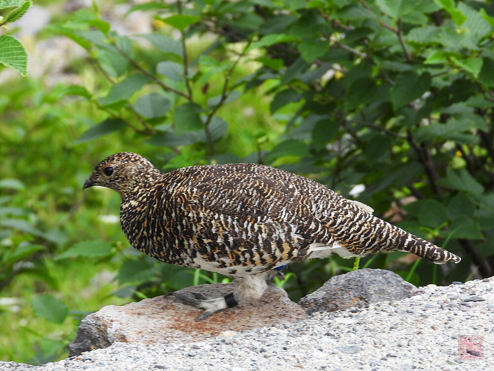 ライチョウ♀　立山室堂平　2023/08/05