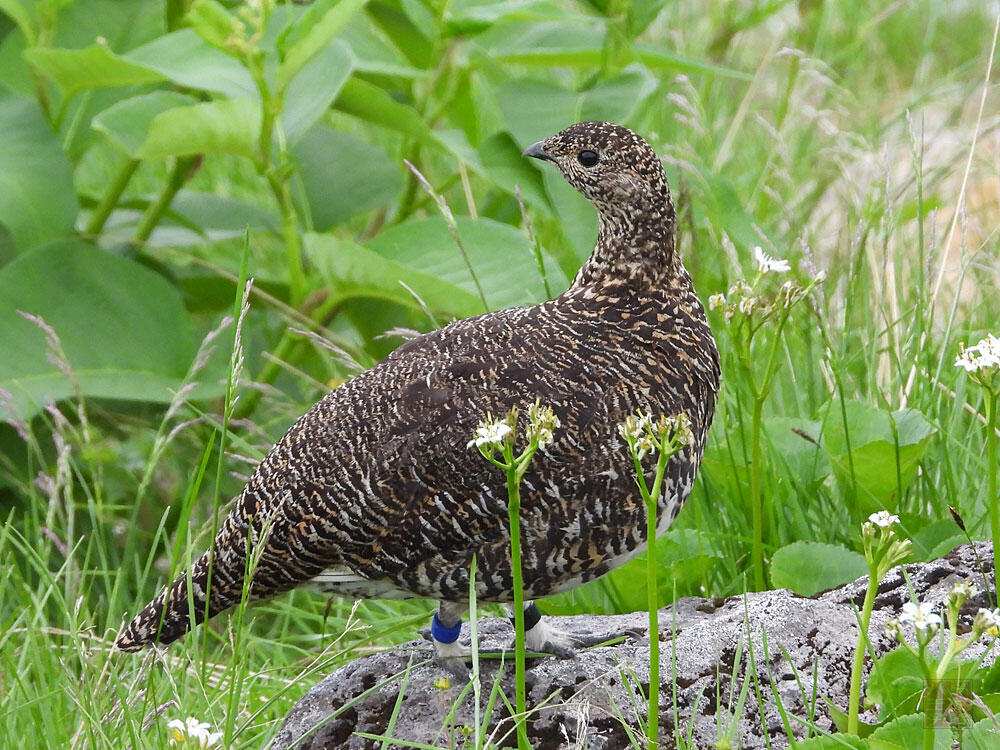 ライチョウ♀　立山室堂平　2023/08/05