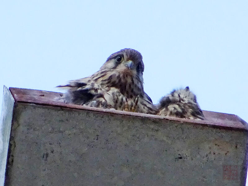 チョウゲンボウ　雛鳥♂♀　八王子市　2023/06/03