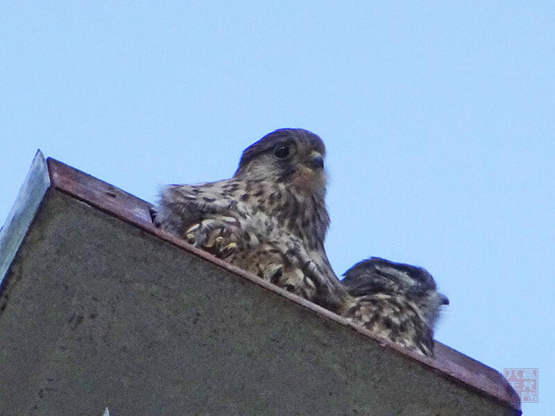 チョウゲンボウ　雛鳥♂♀　八王子市　2023/06/03