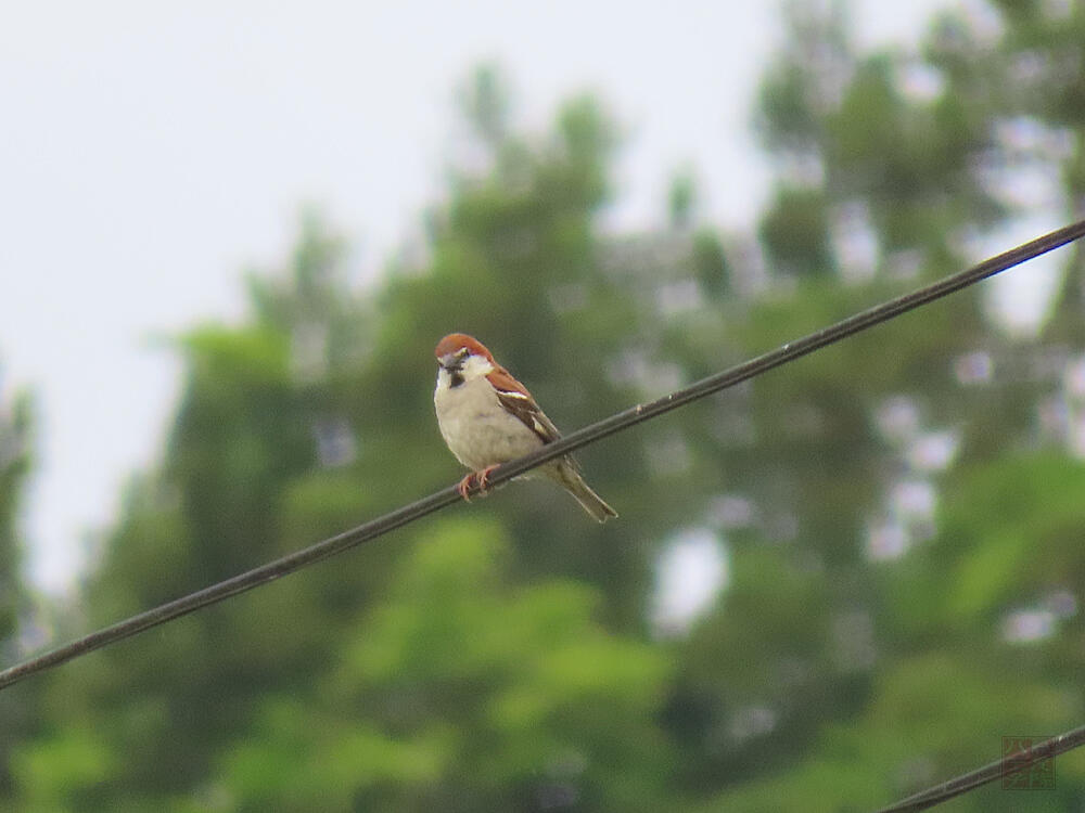 ニュウナイスズメ♂　十日町市　2023/05/28