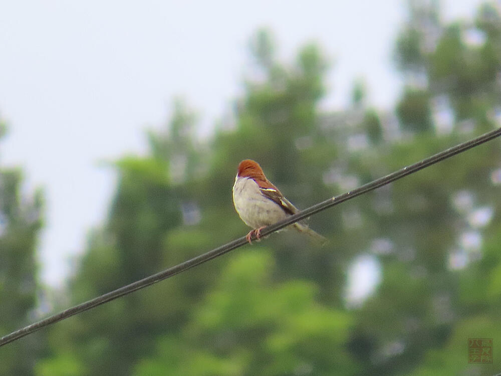 ニュウナイスズメ♂　十日町市　2023/05/28