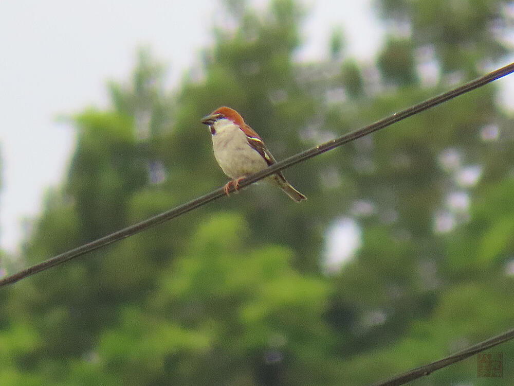 ニュウナイスズメ♂　十日町市　2023/05/28