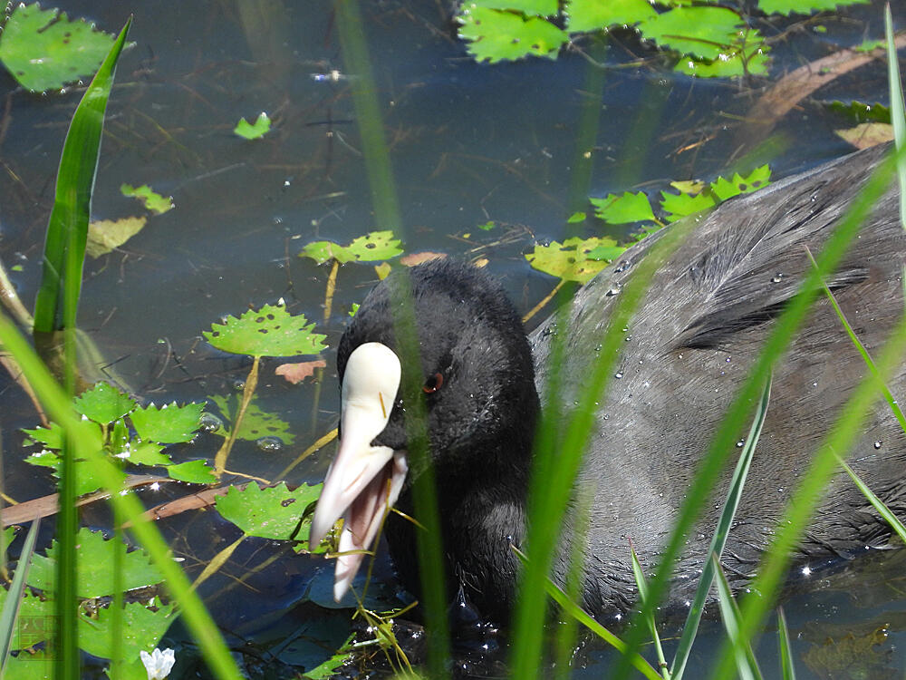 オオバン　富山海王丸BP　2023/08/06　細い植物を食べている。