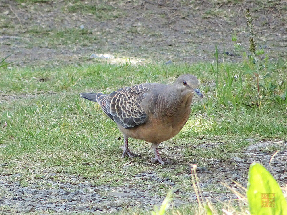 キジバト　若鳥　八王子市　2023/05/05