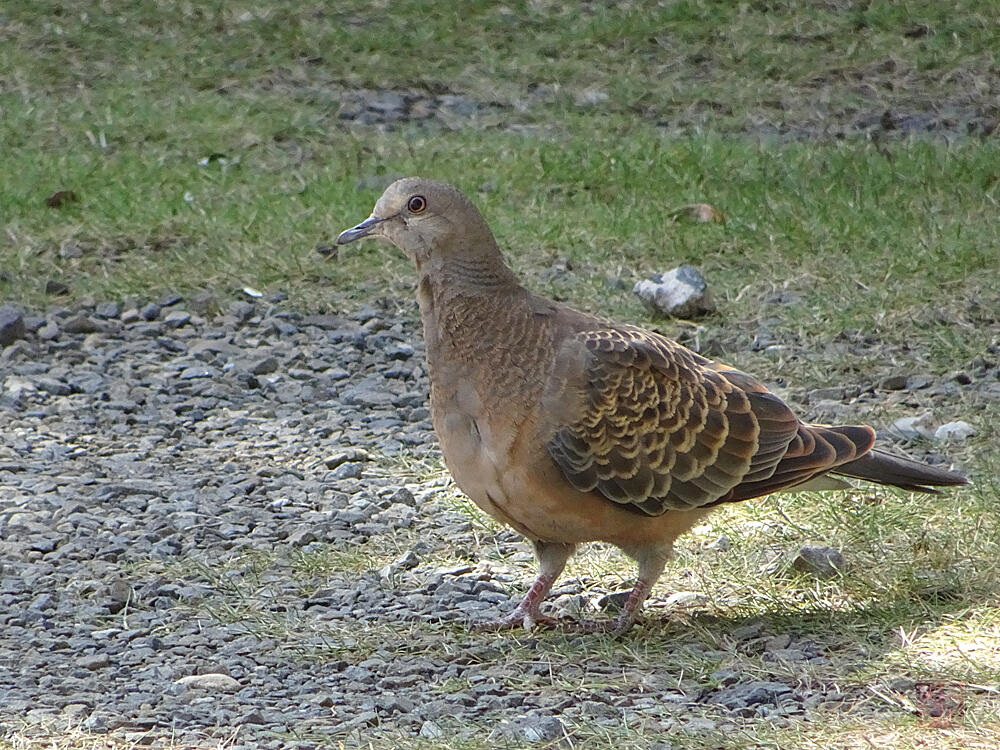 キジバト　若鳥　八王子市　2023/05/05