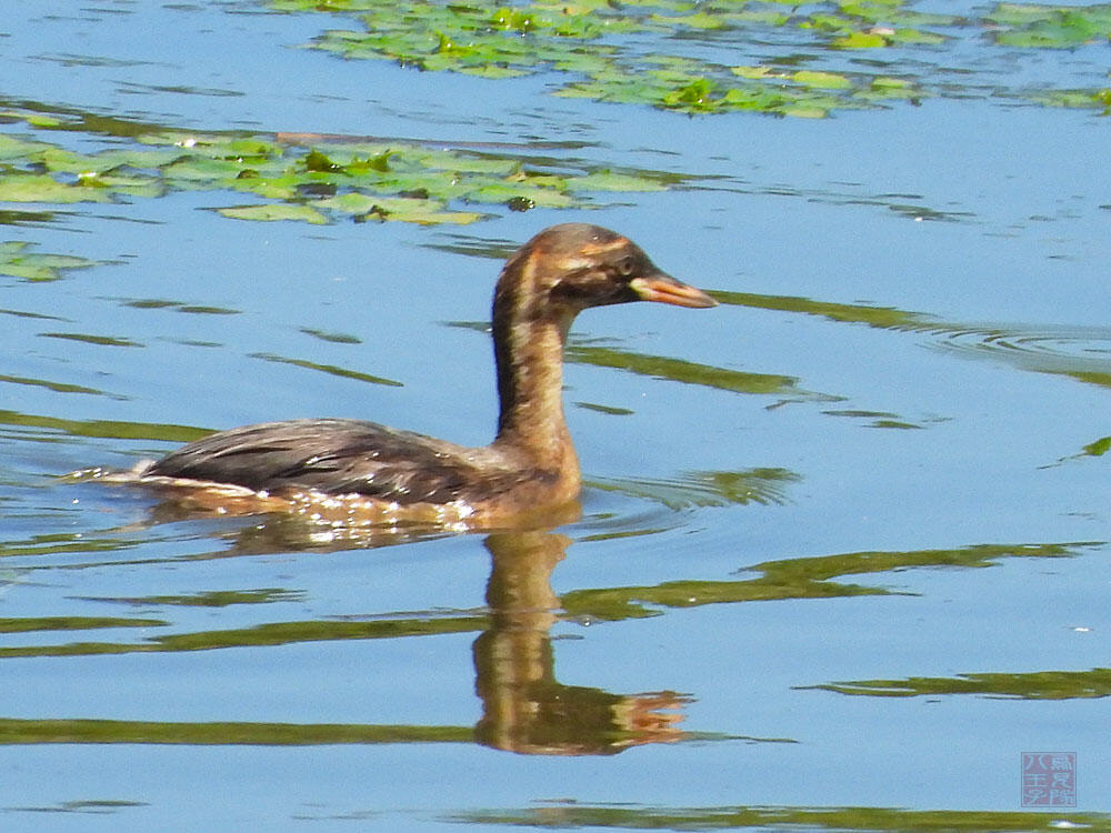 カイツブリ若鳥　富山海王丸BP　2023/08/06　親鳥は見えなかった。