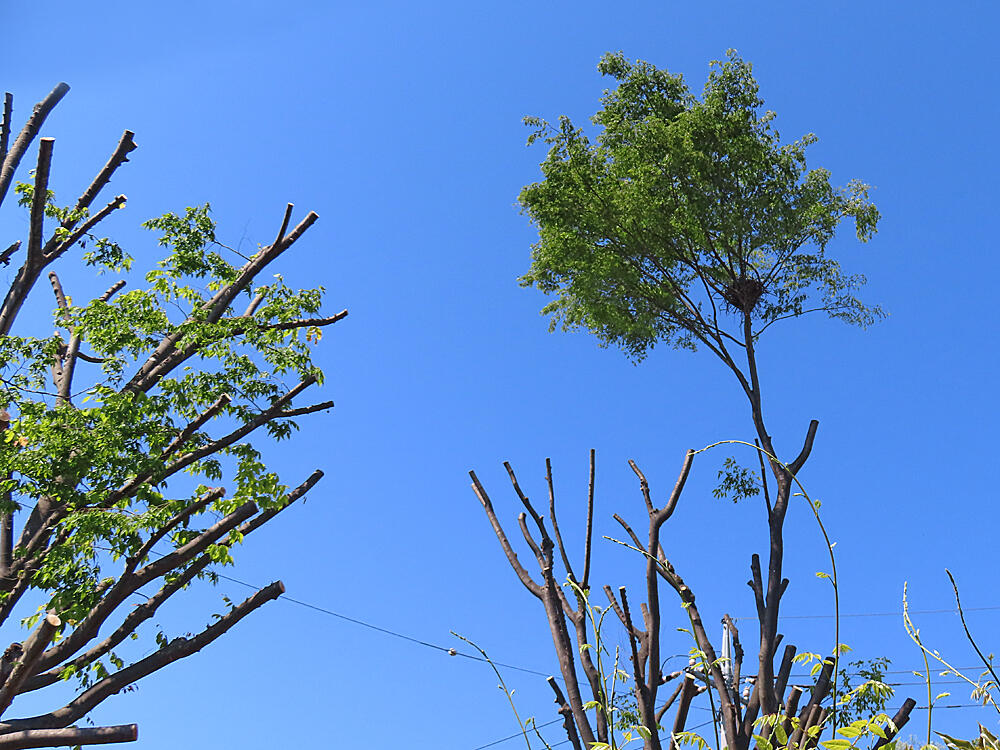 ハシボソカラスの巣　営巣木の枝が伐採されてしまった。