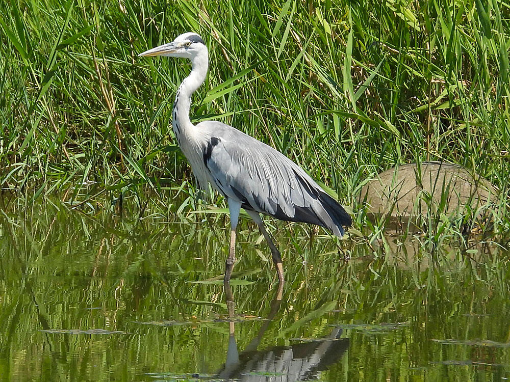 アオサギ成鳥　富山海王丸BP　2023/08/06