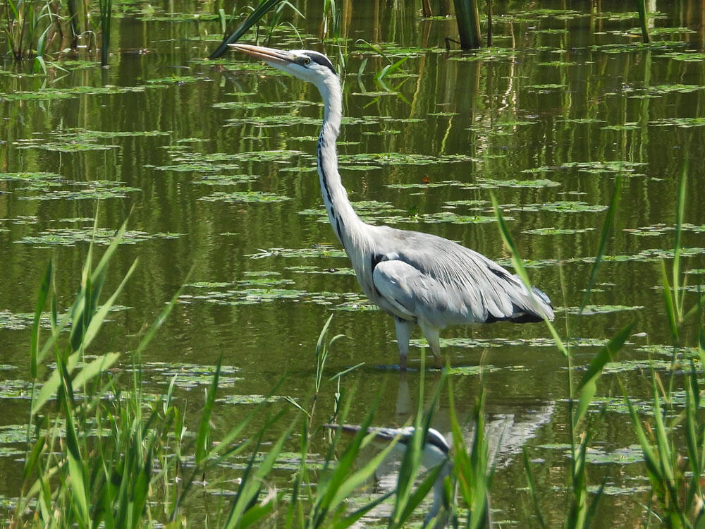 アオサギ成鳥　富山海王丸BP　2023/08/06