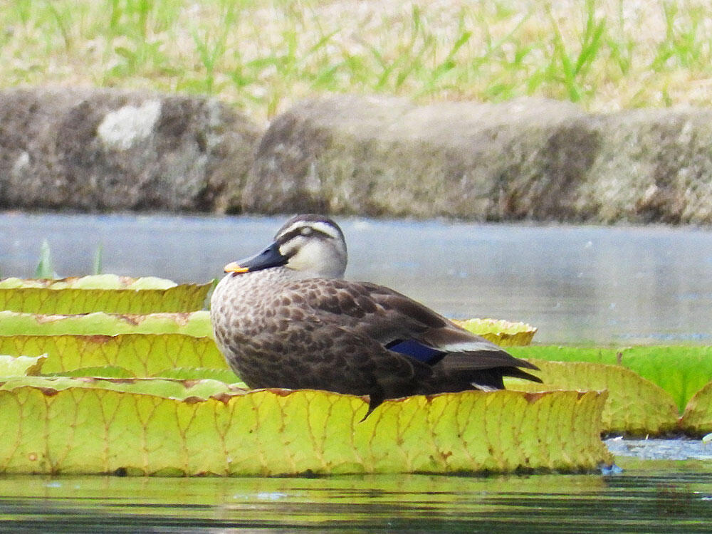 カルガモ　富山県中央植物園　2023/08/07