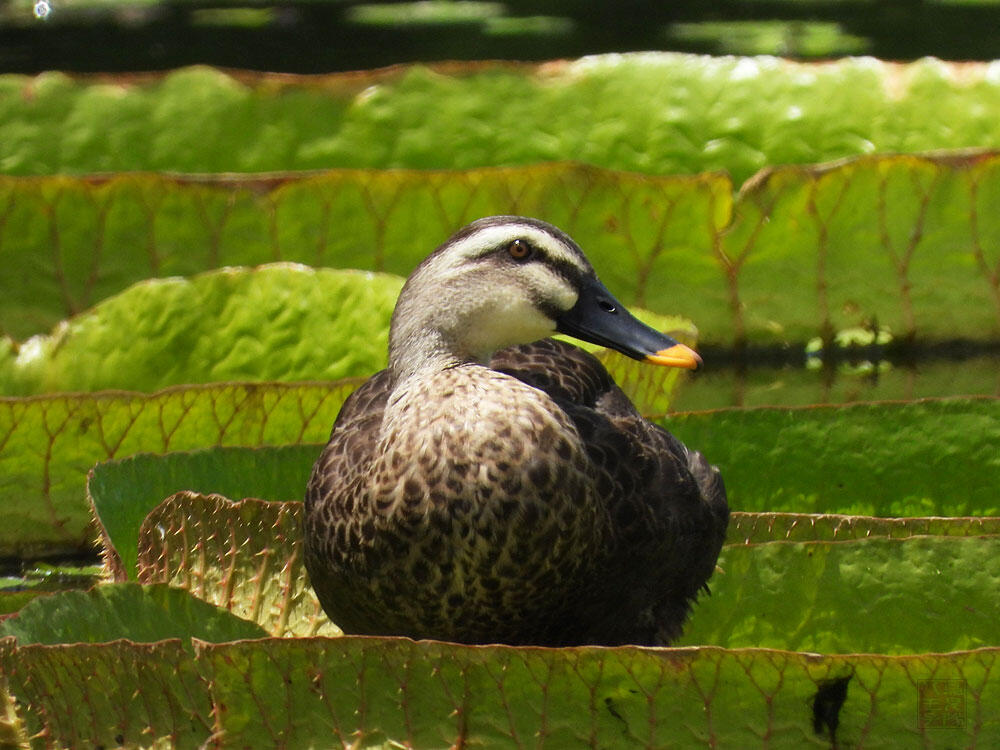 カルガモ　富山県中央植物園　2023/08/07