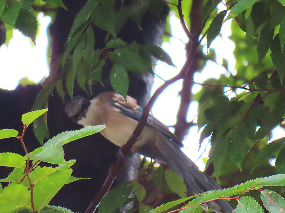 オナガ若鳥　八王子市　2023/08/10