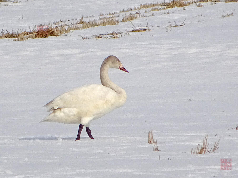 コハクチョウ　若鳥　秋田市　2023/02/24