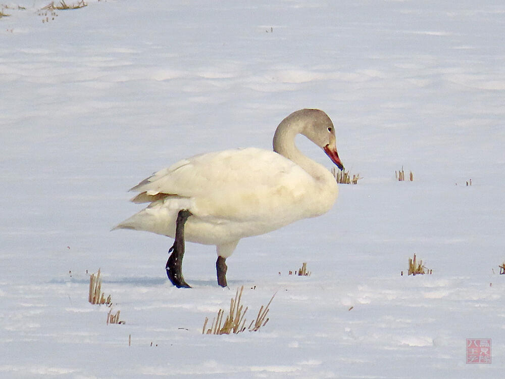 コハクチョウ　若鳥　秋田市　2023/02/24