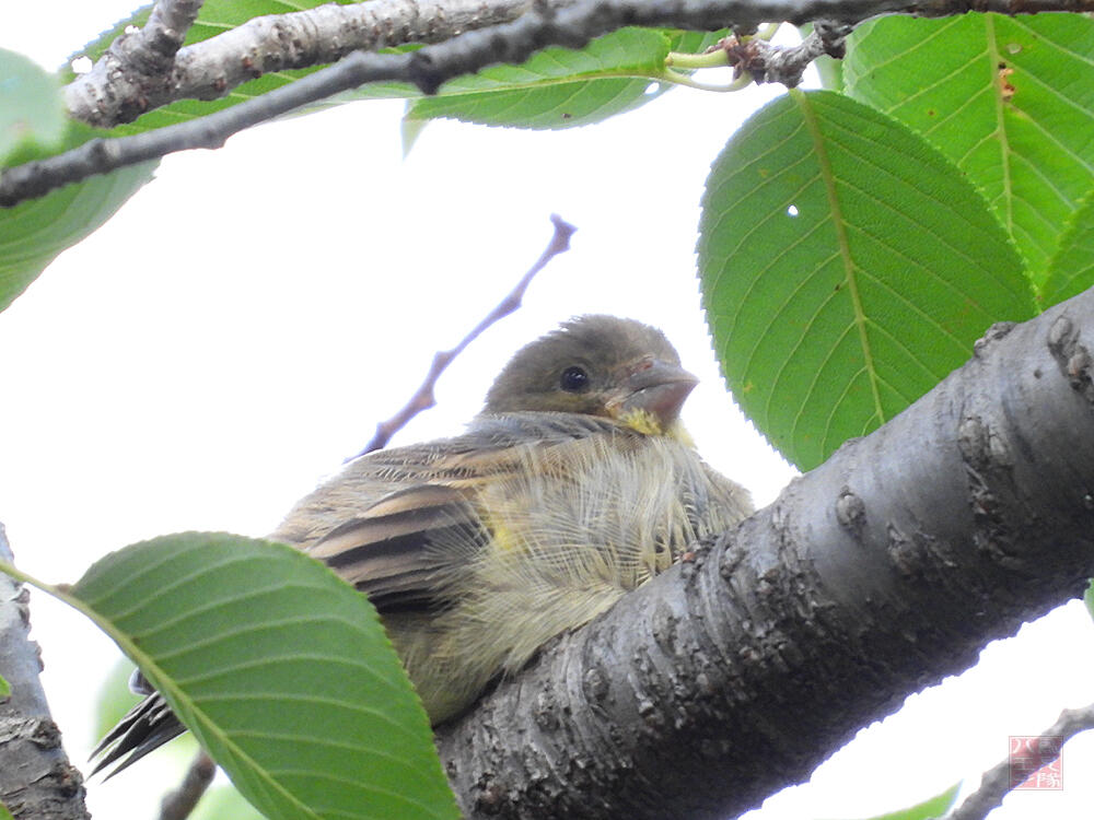 カワラヒワ幼鳥　八王子市　2023/08/11