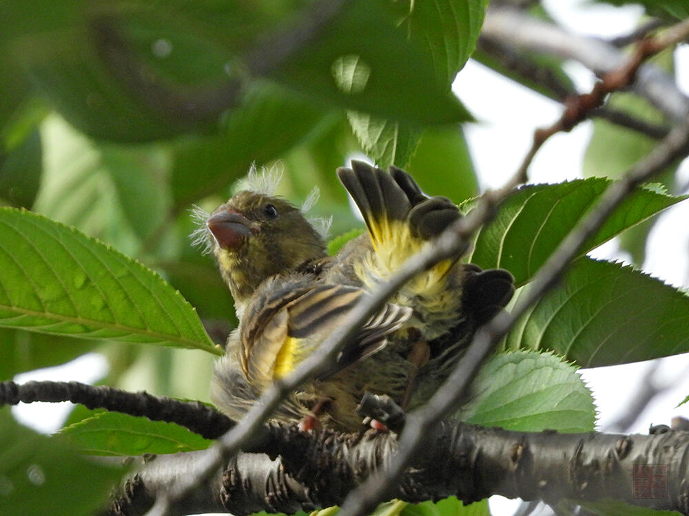 カワラヒワ幼鳥　八王子市　2023/08/11