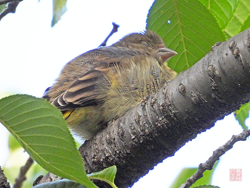 カワラヒワ幼鳥　八王子市　2023/08/11