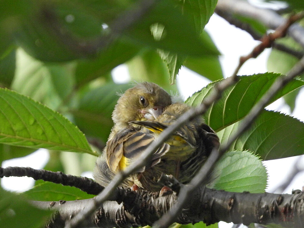 カワラヒワ幼鳥　八王子市　2023/08/11