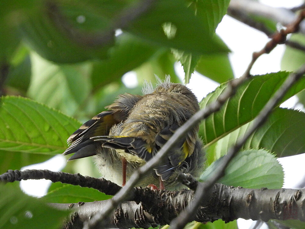 カワラヒワ幼鳥　八王子市　2023/08/11