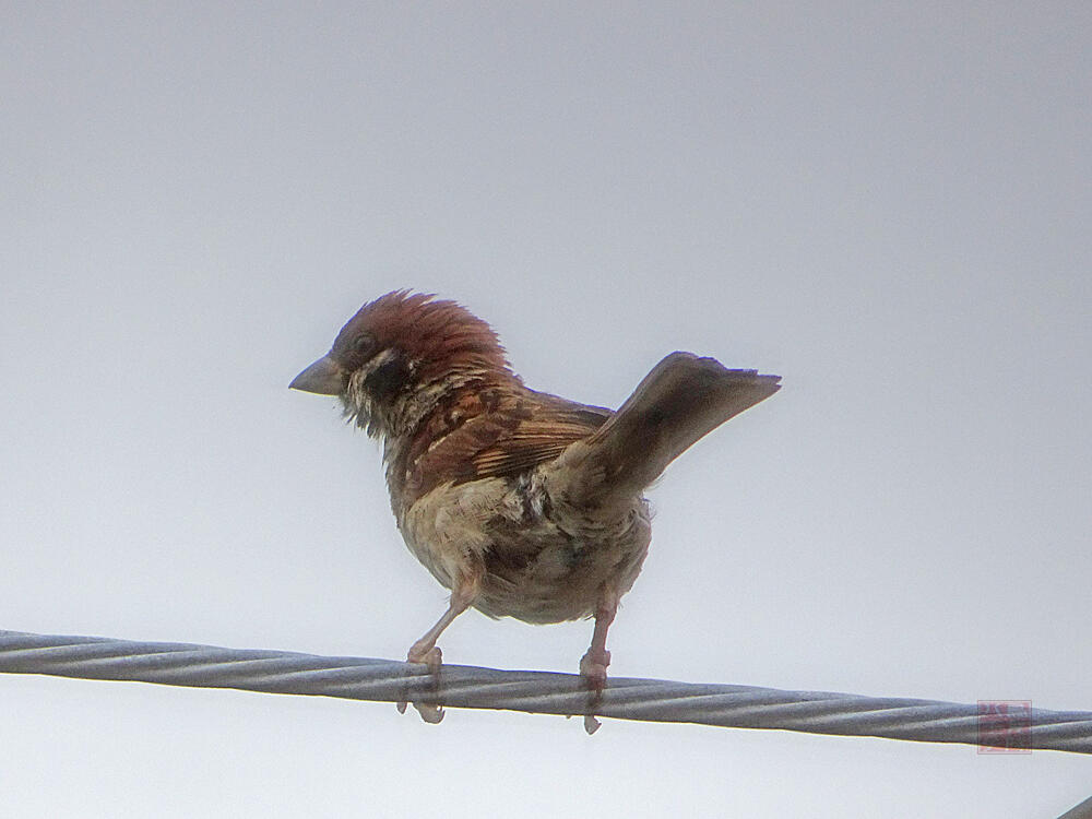 スズメ　巣立ち雛の親鳥　八王子市　2022/09/09　自宅