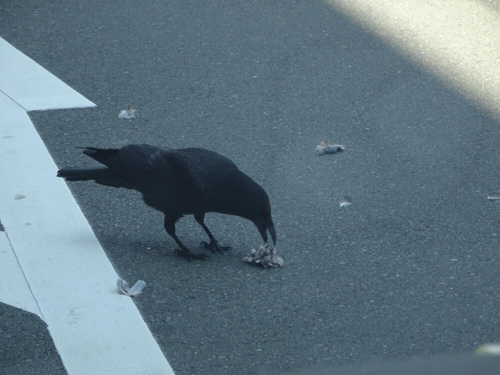 ハシボソガラス　八王子市　2022/05/30　ドバトの轢死体を食べている。