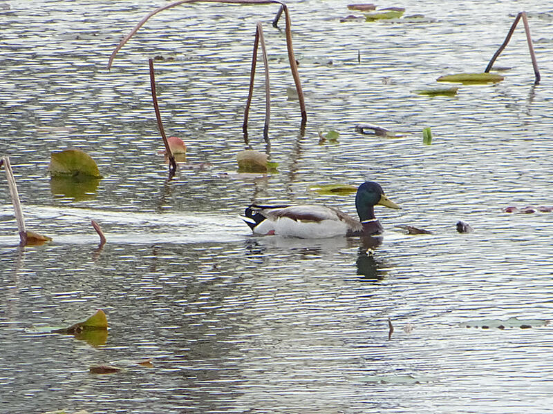 マガモ♂　館林市城沼　2022/05/14　