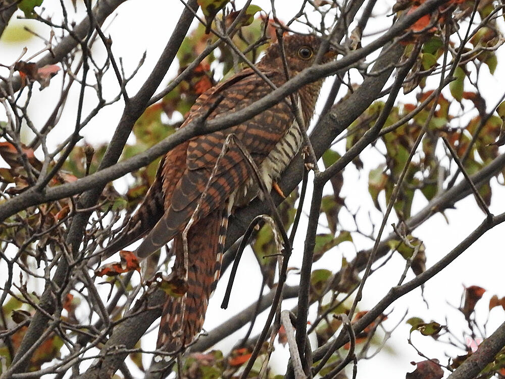 ツツドリ　赤色型若鳥　東京港野鳥公園　2023/10/14