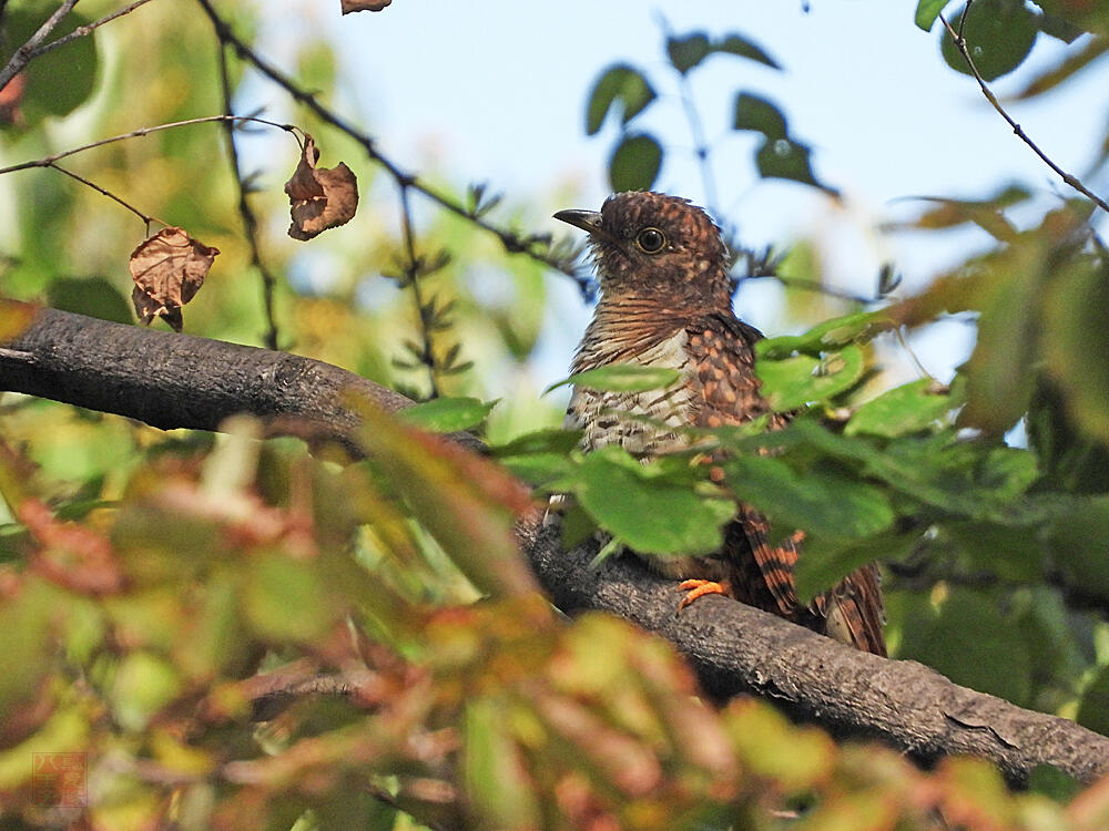 ツツドリ　赤色型若鳥　東京港野鳥公園　2023/10/14