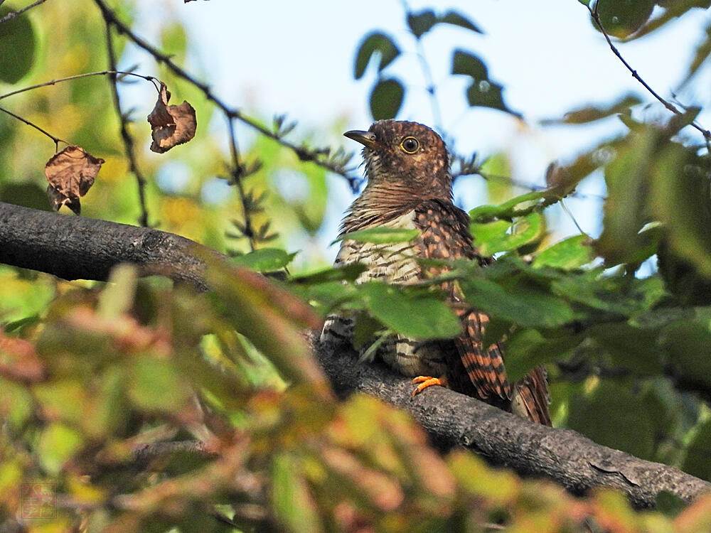 ツツドリ　赤色型若鳥　東京港野鳥公園　2023/10/14