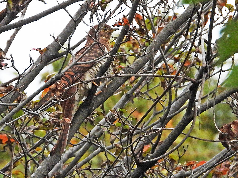 ツツドリ　赤色型若鳥　東京港野鳥公園　2023/10/14