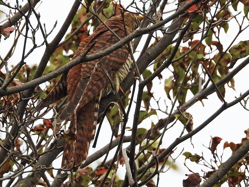 ツツドリ　赤色型若鳥　東京港野鳥公園　2023/10/14