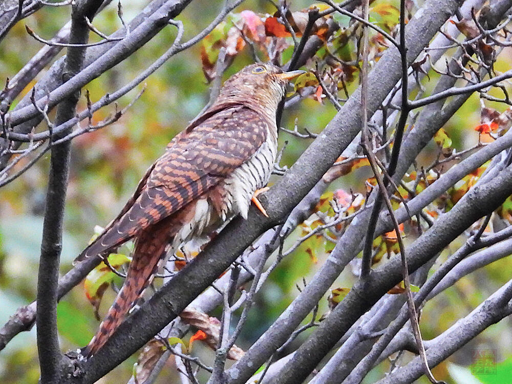 ツツドリ　赤色型若鳥　東京港野鳥公園　2023/10/14