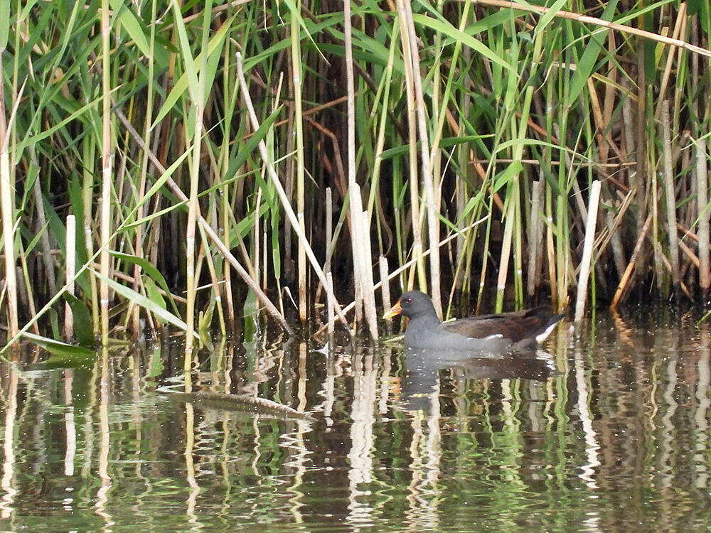 バン　東京港野鳥公園　2023/10/14