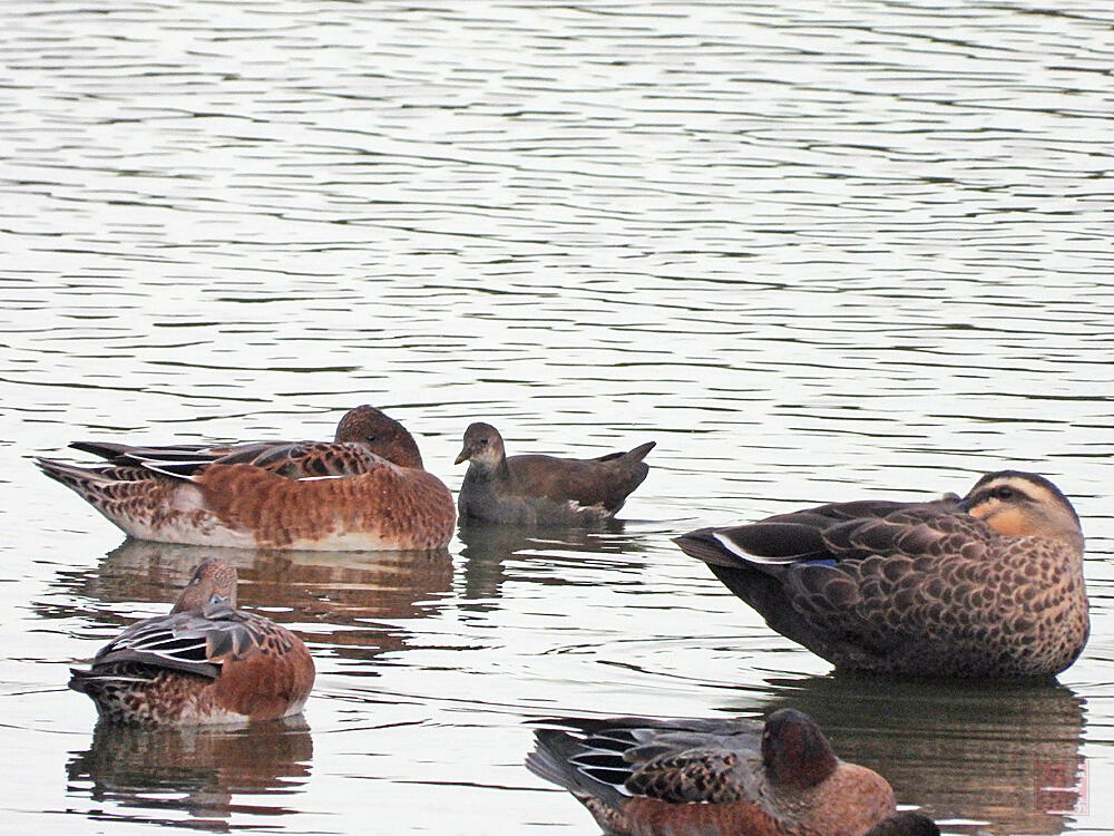 バン　若鳥　東京港野鳥公園　2023/10/14