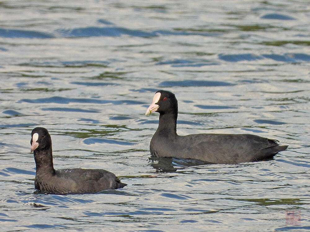 オオバン　親子　東京港野鳥公園　2023/10/14