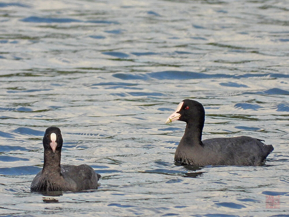 オオバン　親子　東京港野鳥公園　2023/10/14